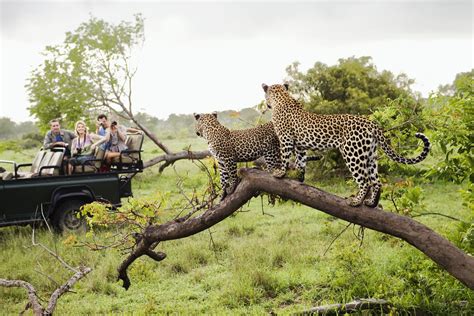 safari videos .